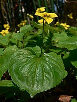 Viola glabella