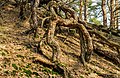 * Nomination Walk across the Hulshorsterzand/Hulshorsterheide. Sand was blown away between the tree roots. --Agnes Monkelbaan 04:38, 31 March 2020 (UTC) * Promotion  Support Good quality. --XRay 05:15, 31 March 2020 (UTC)