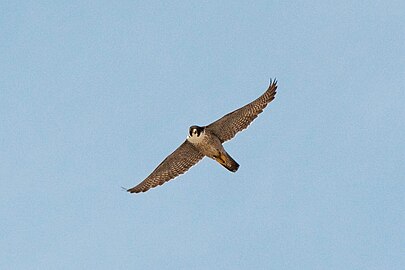 foto di un uccello in volo