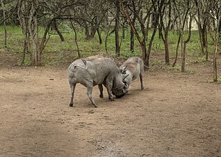Warthogs fighting.jpg