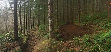 Trail work performed by WTA in Yacolt Burn State Forest. Washington Trails Association - 33500389211.jpg