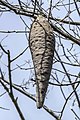 * Nomination Wasp nest (Vespidae sp.) --Charlesjsharp 07:59, 27 April 2023 (UTC) * Promotion Good quality. --MB-one 08:03, 27 April 2023 (UTC)