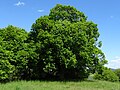 wikimedia_commons=File:Welferode Baum.jpg