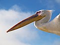 in Walvis Bay, Namibia.