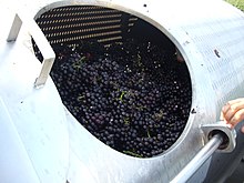 Whole clusters of Pinot noir about to be pressed Whole cluster Pinot noir grapes loaded into wine press.jpg