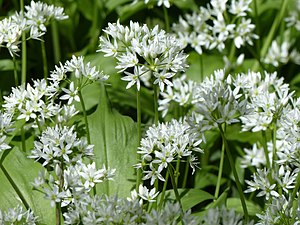 Wild garlic allium ursinum arp.jpg