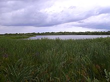 Blick auf die „Schwimmenden Meerbruchswiesen“ am Steinhuder Meer