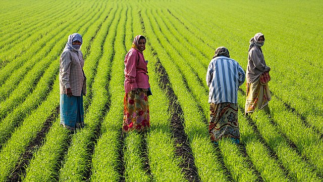 Индийские крестьянки на рисовом поле в окрестностях Джунагадха, Гуджарат