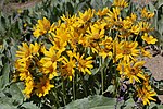 Vignette pour Wyethia mollis