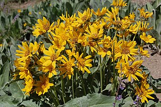 <i>Wyethia mollis</i> Species of flowering plant