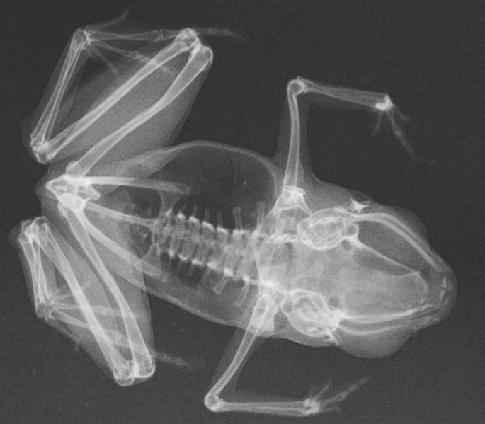 File:X-ray of paratype of Paedophryne swiftorum (BPBM 31886).png