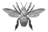 Xylocopa-Symbol.png