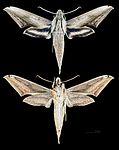 Xylophanes aglaor