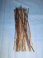 A bunch of 50 yarrow A. millefolium subsp. millefolium var. millefolium stalks, used for I Ching divination Yarrow stalks for I Ching.JPG