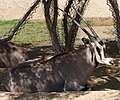Beisa-Antilope (Oryx beisa)