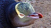 Thumbnail for File:Yellow-eyed penguin (Megadyptes antipodes) (29063661044).jpg