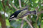 Thumbnail for Yellow-rumped tinkerbird