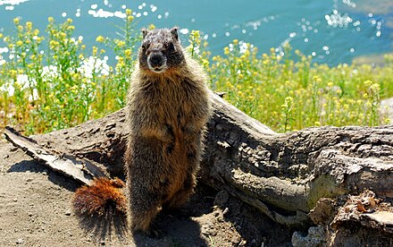 Urban-dwelling yellow bellied marmots are resident in the city, although the rodents typically inhabit remote, mountainous locations.[101]