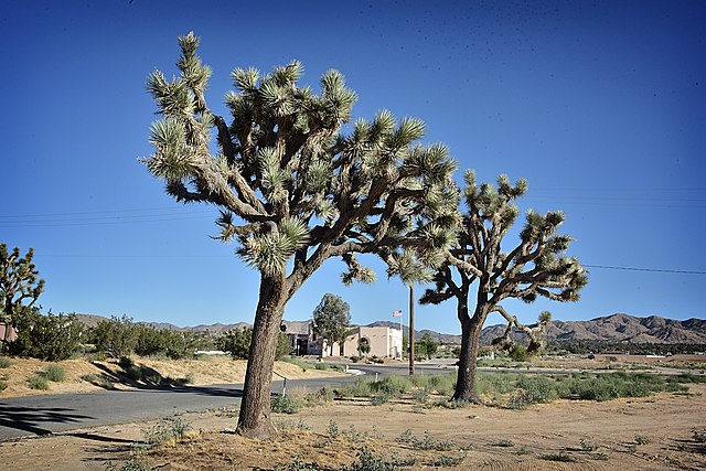 Yucca Valley with Visitor Center in background