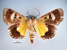 Zalissa catocalina ventral.jpg