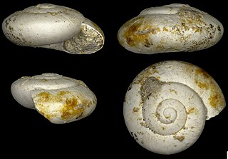 <i>Zonitoides pellati</i> Species of gastropod