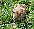 Zoo Tábor-Větrovy, puma 01