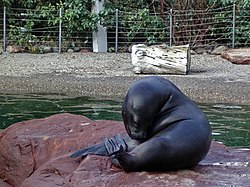 Otarie au zoo de Mulhouse