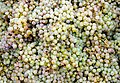 * Nomination: Harvested Riesling (Vitis vinifera 'Riesling') grapes --F. Riedelio 18:54, 21 November 2023 (UTC) * * Review needed