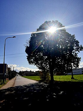 Silhouette of a linden tree