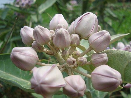 Tập_tin:"CALOTROPIS_GIGANTEA_BUDS".JPG