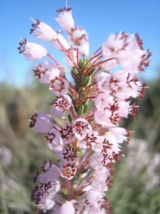 <i>Erica manipuliflora</i> Species of flowering plant