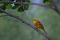 * Nomination Emberiza citrinella in Horodnia, Ukraine By User:Alex Arendar --Luda.slominska 11:22, 6 August 2023 (UTC) * Decline Low level of detail. --Аныл Озташ 15:05, 6 August 2023 (UTC)