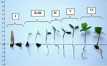 Phenophases of seedling development of Liriodendron tulipifera. 1.75 , SD 2.55 This file cannot be accepted for the international selection due to limited resolution