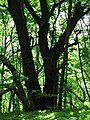 Старі дуби в Канівському природному заповіднику.jpg