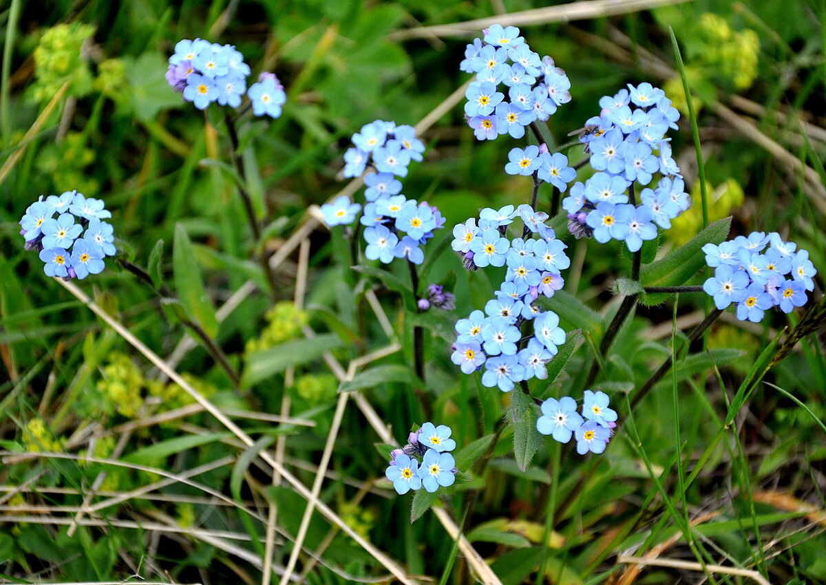 File:კესანე ალპური Myosotis alpestris Alpenvergißmeinnicht (2).JPG -  Wikimedia Commons