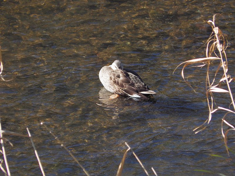 File:カルガモ (軽鴨) (Grey duck) (Anas poecilorhyncha zonorhyncha) (22744229514).jpg