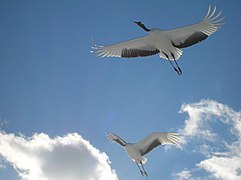 丹頂の飛翔（A close Japanese crane、Tsurui) - panoramio.jpg