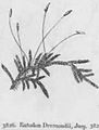 == Summary == DescriptionShow ryu/gallery English: Entodon macropodus 日本語: ツクシツヤゴケ Date 1925 Source Japanese pictorical book of flora Author [Michio Murakoshi (1872-1948) Public domainPublic domainfalsefalse According to Japanese Copyright Law (June 1, 2018 grant) the copyright on this work has expired and is as such public domain. According to articles 51, 52, 53 and 57 of the copyright laws of Japan, under the jurisdiction of the Government of Japan works enter the public domain 50 years after the death of the creator (there being multiple creators, the creator who dies last) or 50 years after publication for anonymous or pseudonymous authors or for works whose copyright holder is an organization. Note: The enforcement of the revised Copyright Act on December 30, 2018 extended the copyright term of works whose copyright was valid on that day to 70 years. Do not use this template for works of the copyright holders who died after 1967. Use {{PD-Japan-oldphoto}} for photos published before December 31, 1956, and {{PD-Japan-film}} for films produced prior to 1953. Public domain works must be out of copyright in both the United States and in the source country of the work in order to be hosted on the Commons. The file must have an additional copyright tag indicating the copyright status in the United States. See also Copyright rules by territory. العربية ∙ Deutsch ∙ English ∙ español ∙ français ∙ Bahasa Indonesia ∙ italiano ∙ 日本語 ∙ 한국어 ∙ македонски ∙ português ∙ русский ∙ українська ∙ 中文（简体） ∙ 中文（繁體） ∙ +/− You must also include a United States public domain tag to indicate why this work is in the public domain in the United States.  Note that this work might not be in the public domain in countries that do not apply the rule of the shorter term and have copyright terms longer than life of the author plus 50 years. In particular, Mexico is 100 years, Jamaica is 95 years, Colombia is 80 years, Guatemala and Samoa are 75 years, Switzerland and the United States are 70 years, and Venezuela is 60 years. Category:Entodon Category:Murakoshi's pictorical book of flora == Licensing: ==