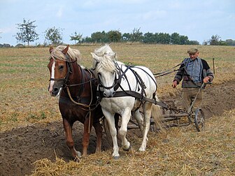 Cultivateur labourant à la charrue tractée par deux chevaux de trait dans l’est du Land de Mecklembourg-Poméranie-Occidentale en Allemagne. (définition réelle 1 600 × 1 200)