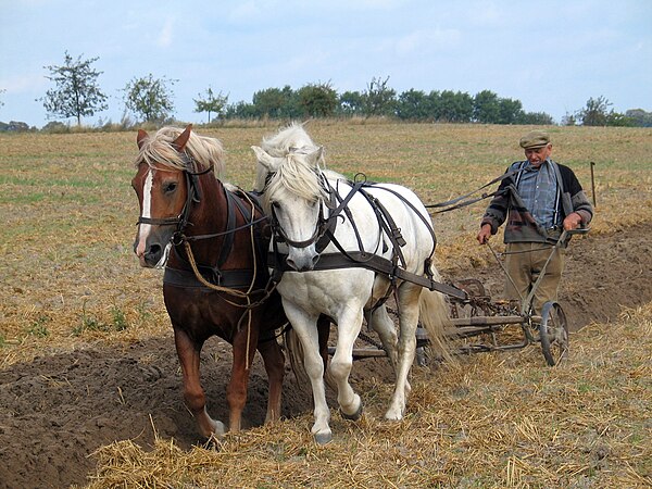 Traditional ploughing: a farmer works the land with horses and plough