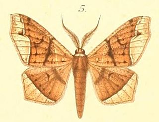 <i>Miantochora</i> Genus of moths