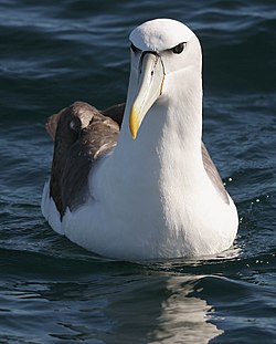 Albatrosi utosi-mweupe