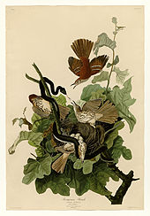 John James Audubon's picture depicting ferruginous thrush 116 Ferruginous Thrush.jpg