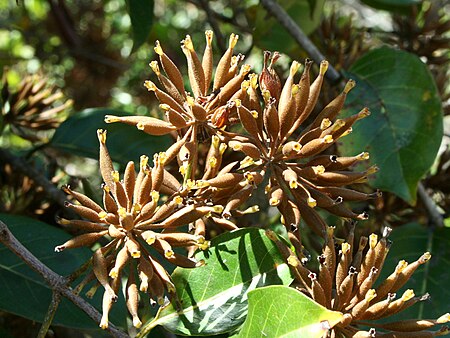 Tập_tin:12140-Uncaria_guianensis-Cacuri.jpg