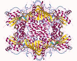 Argininosuccinate synthase