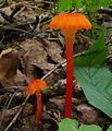 Pfifferlings-Saftling Hygrocybe cantharellus