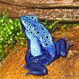 2009-03-29Dendrobates tinctorius azureus108.jpg