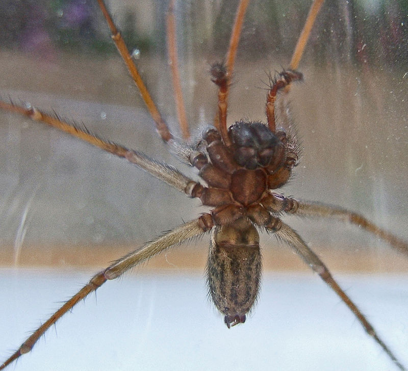 Ich habe eine spinne das ist spinne. Домовой паук Tegenaria Agrestis. Тегенария домовая. Eratigena atrica.