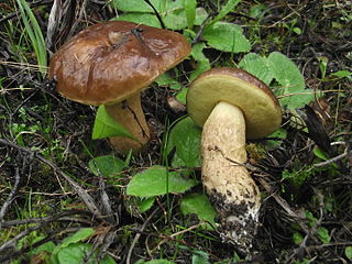 <i>Leccinellum corsicum</i> Species of fungus