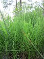 Acker-Schachtelhalm (Equisetum arvense)